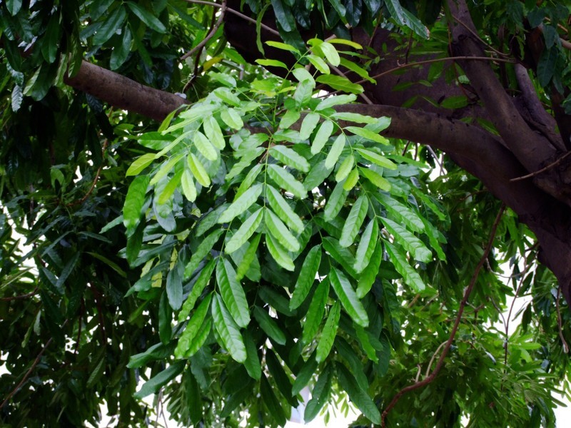 S100的RAW格式使用光影魔术手批量转换为JPEG格式，转换中只添加了去雾处理