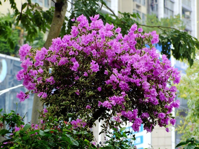 S100的RAW格式使用光影魔术手批量转换为JPEG格式，转换中只添加了去雾处理