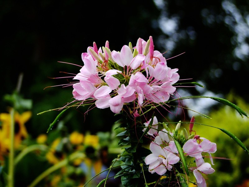 S100的RAW格式使用光影魔术手批量转换为JPEG格式，转换中只添加了去雾处理