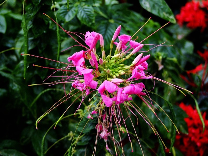 S100的RAW格式使用光影魔术手批量转换为JPEG格式，转换中只添加了去雾处理