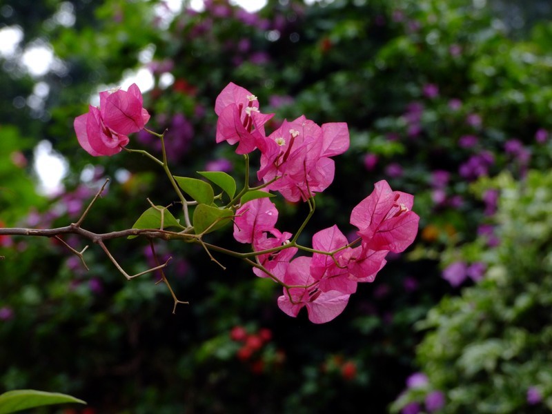 S100直出JPEG格式，只作了批量去雾处理