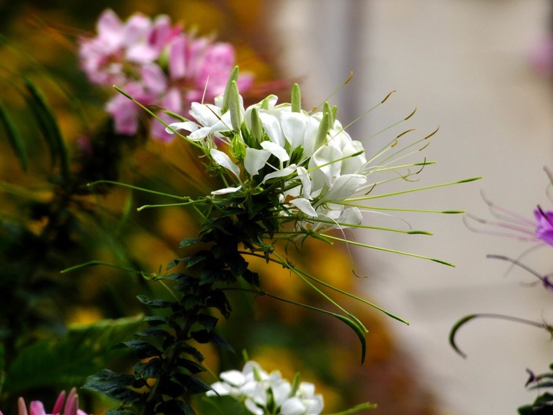 S100直出JPEG格式，只作了批量去雾处理