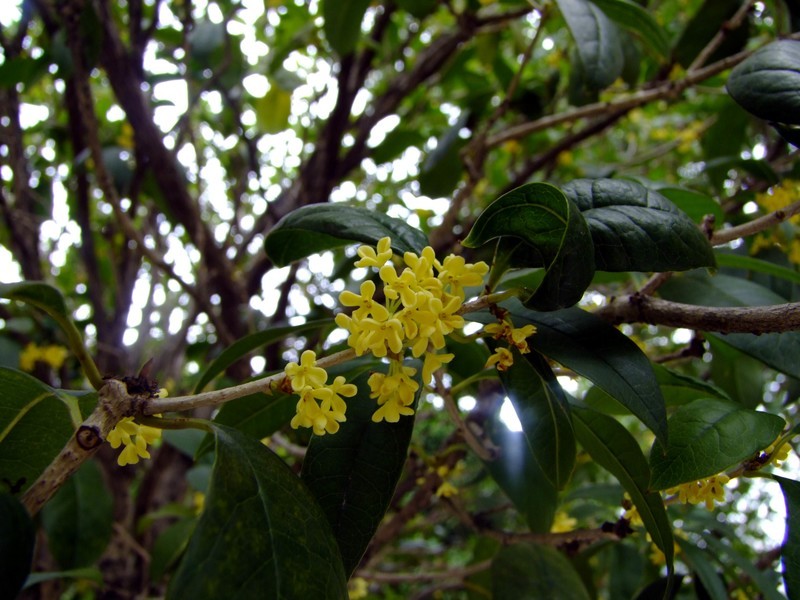 S100直出JPEG格式，只作了批量去雾处理