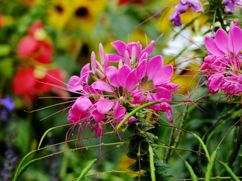 S100的RAW格式使用光影魔术手批量转换为JPEG格式，转换中只添加了去雾处理