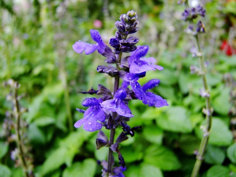 S100的RAW格式使用光影魔术手批量转换为JPEG格式，转换中只添加了去雾处理