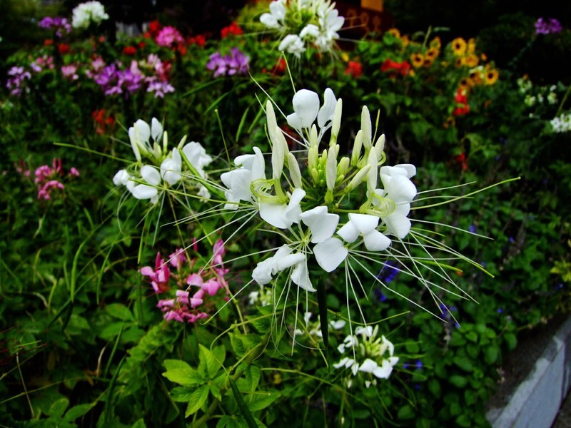 S100的RAW格式使用光影魔术手批量转换为JPEG格式，转换中只添加了去雾处理