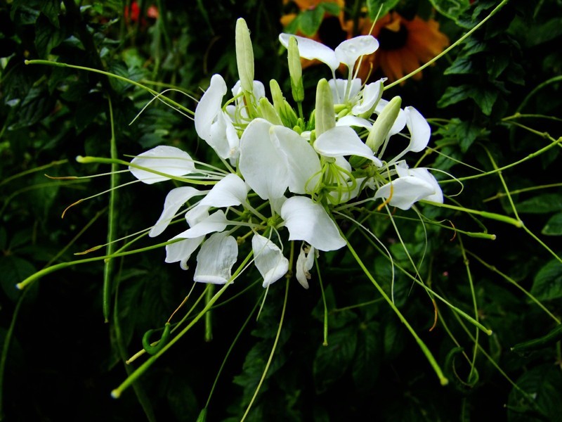 S100的RAW格式使用光影魔术手批量转换为JPEG格式，转换中只添加了去雾处理