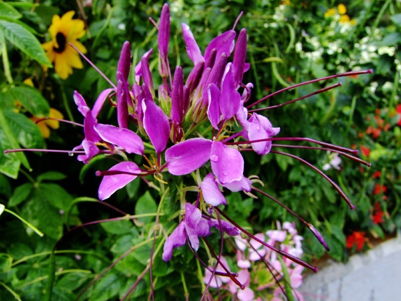 S100的RAW格式使用光影魔术手批量转换为JPEG格式，转换中只添加了去雾处理