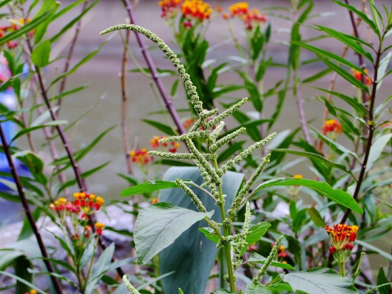 S100的RAW格式使用光影魔术手批量转换为JPEG格式，转换中只添加了去雾处理