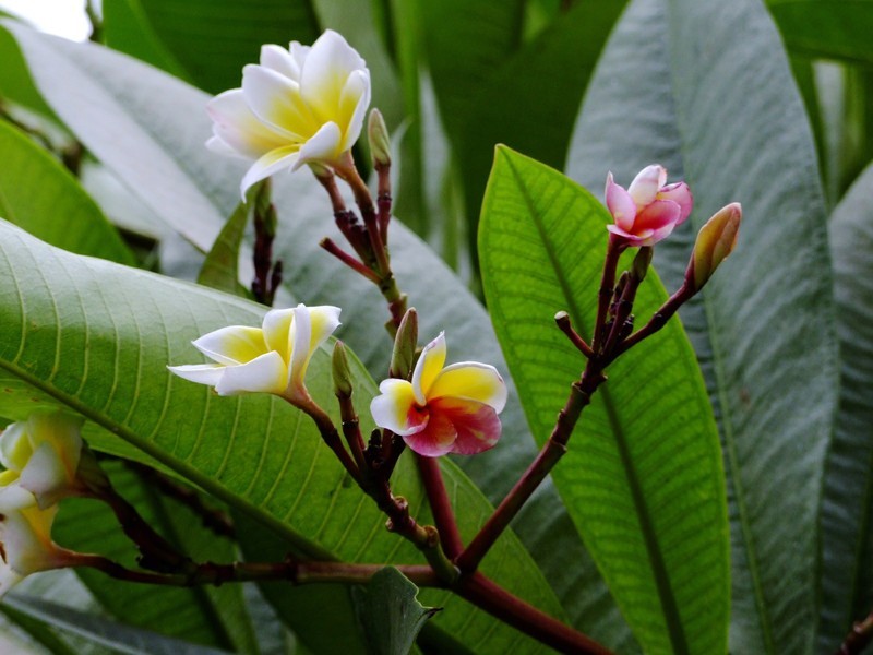 S100的RAW格式使用光影魔术手批量转换为JPEG格式，转换中只添加了去雾处理