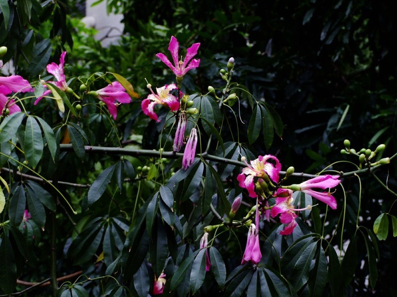 S100的RAW格式使用光影魔术手批量转换为JPEG格式，转换中只添加了去雾处理