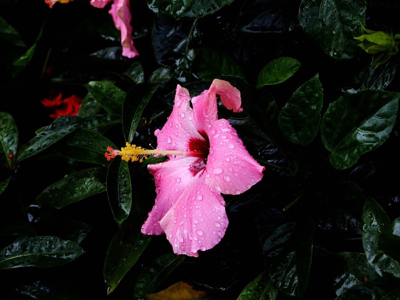 S100的RAW格式使用光影魔术手批量转换为JPEG格式，转换中只添加了去雾处理