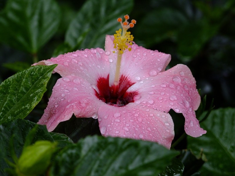 S100的RAW格式使用光影魔术手批量转换为JPEG格式，转换中只添加了去雾处理