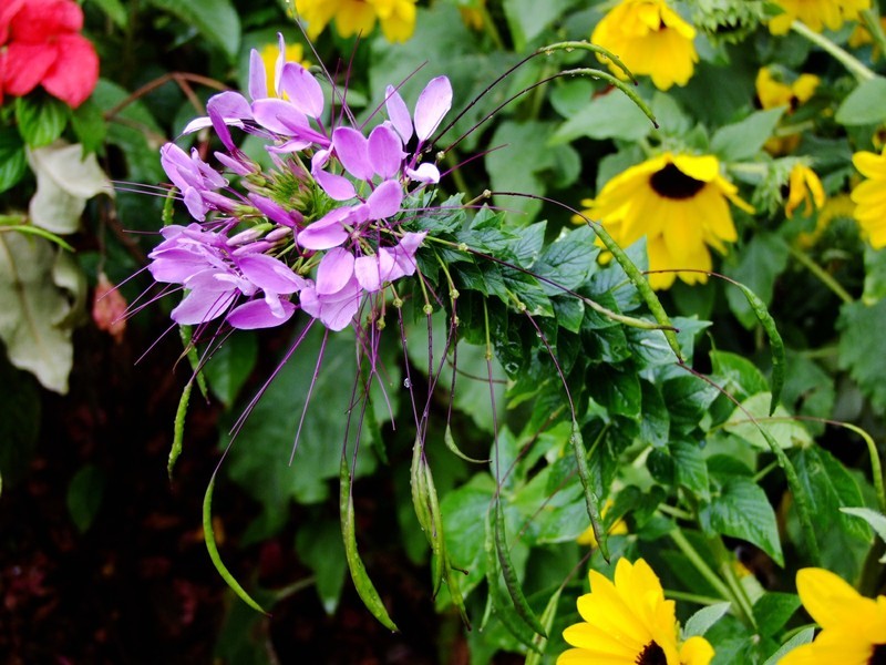 S100的RAW格式使用光影魔术手批量转换为JPEG格式，转换中只添加了去雾处理