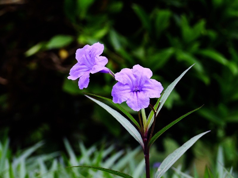 S100的RAW格式使用光影魔术手批量转换为JPEG格式，转换中只添加了去雾处理