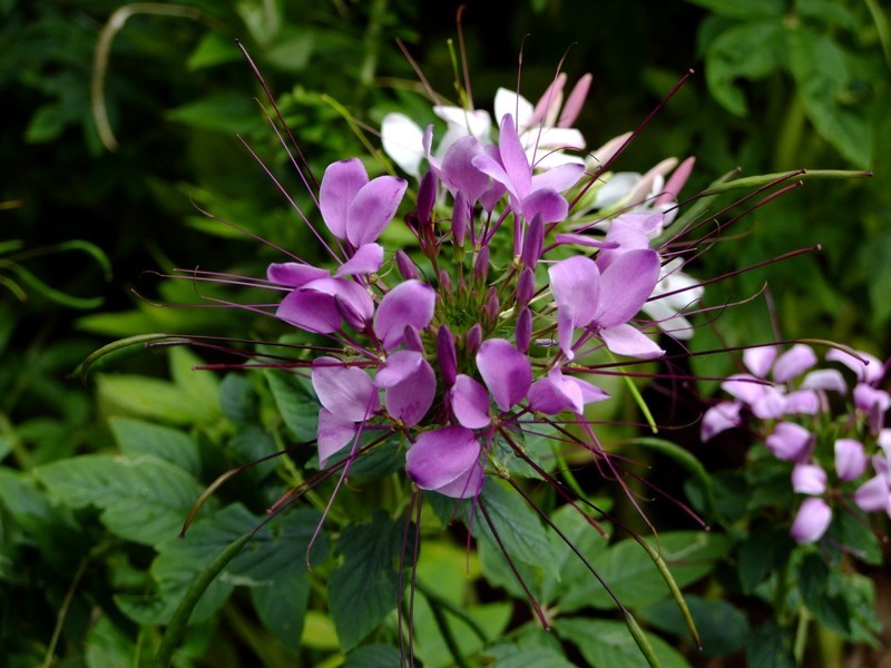 S100直出JPEG格式，只作了批量去雾处理