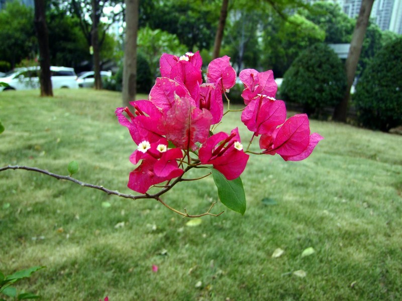 S100直出JPEG格式，只作了批量去雾处理