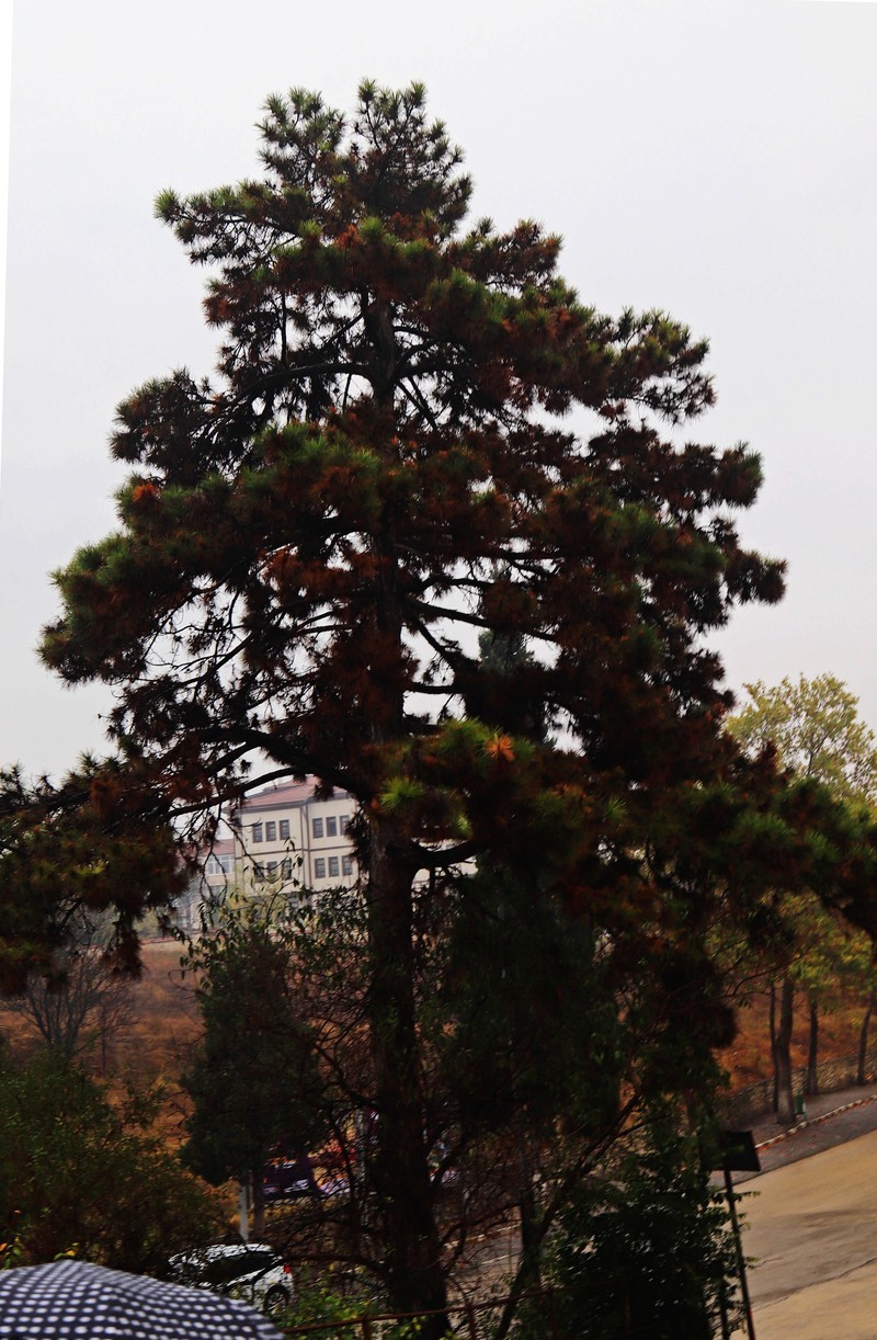 土耳其希德尔立克山丘