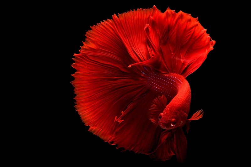 4K、240Hz、QD-OLED，高端显示器微星MAG 272UP QD-OLED X24体验