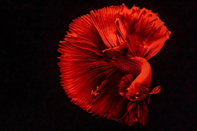 4K、240Hz、QD-OLED，高端显示器微星MAG 272UP QD-OLED X24体验