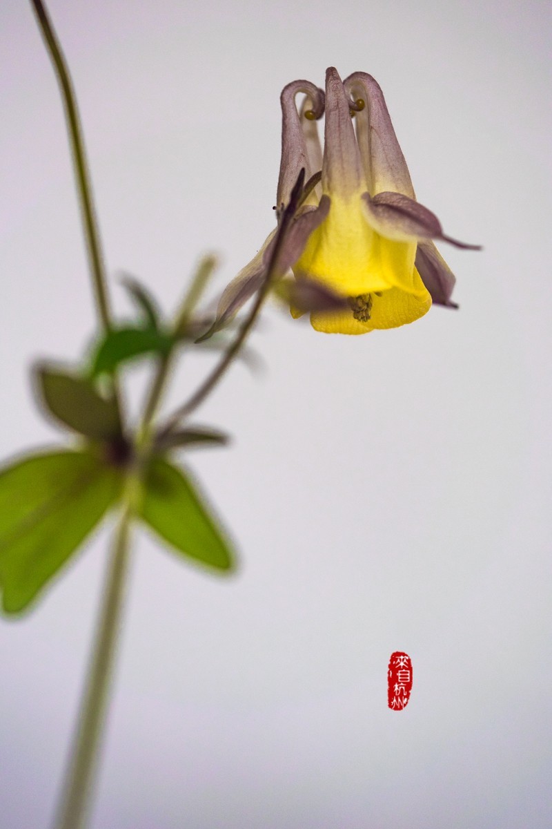 花之语（耧斗菜2）