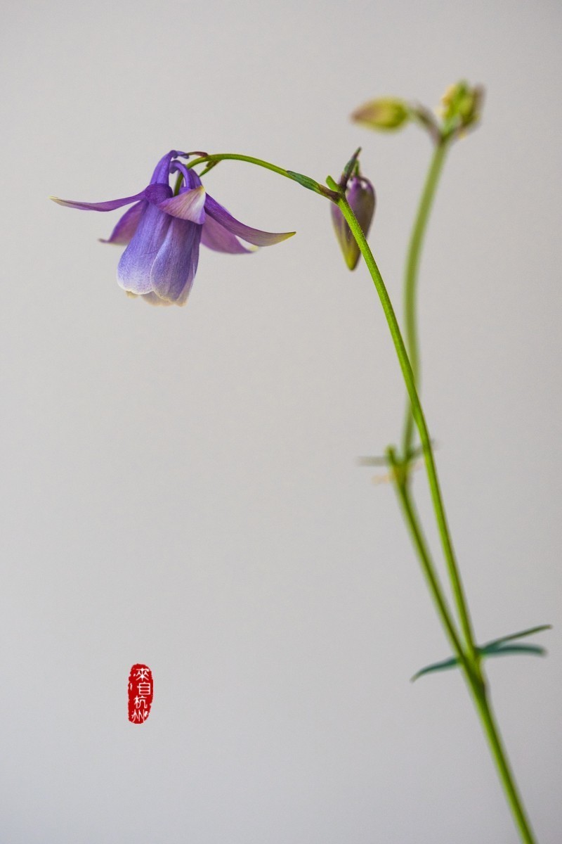 花之语（耧斗菜2）