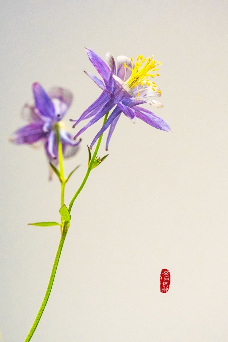 花之语（耧斗菜2）