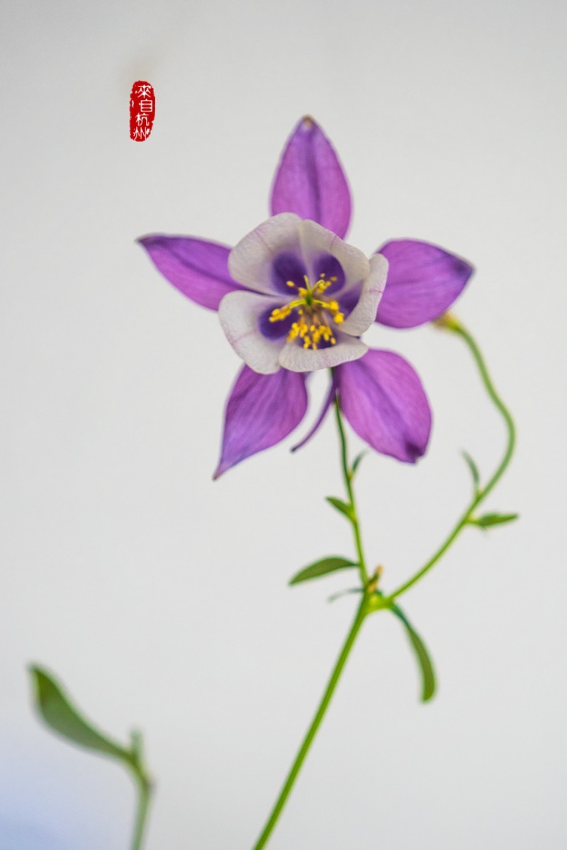 花之语（耧斗菜2）