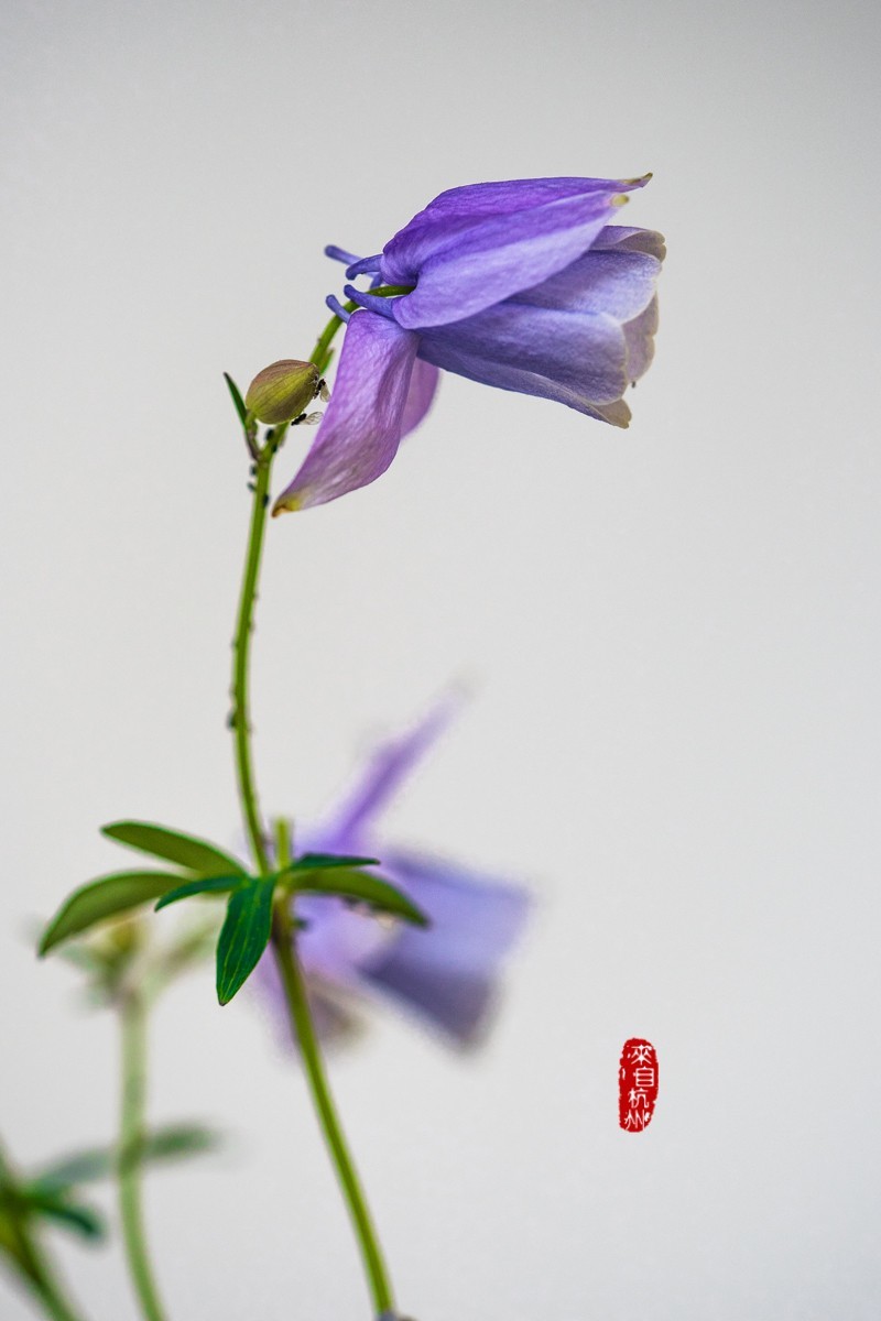 花之语（耧斗菜2）