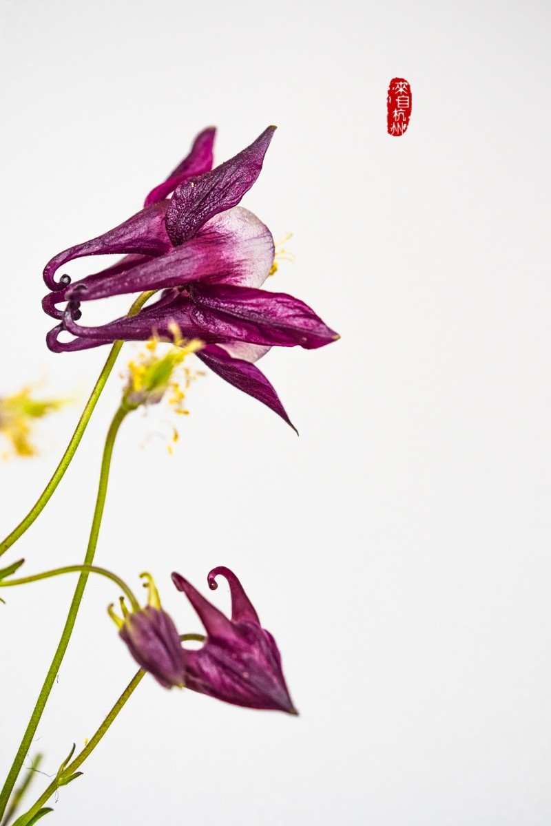 花之语（耧斗菜2）