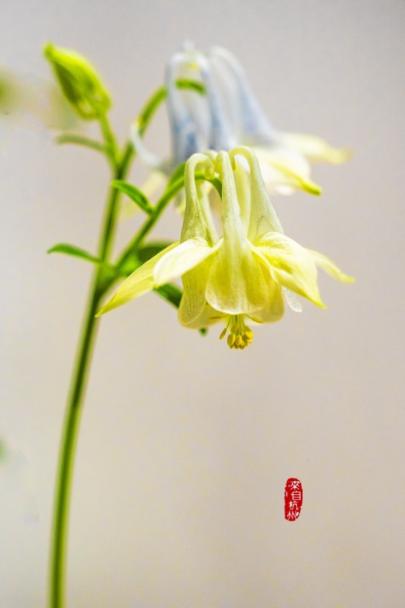 花之语（耧斗菜2）