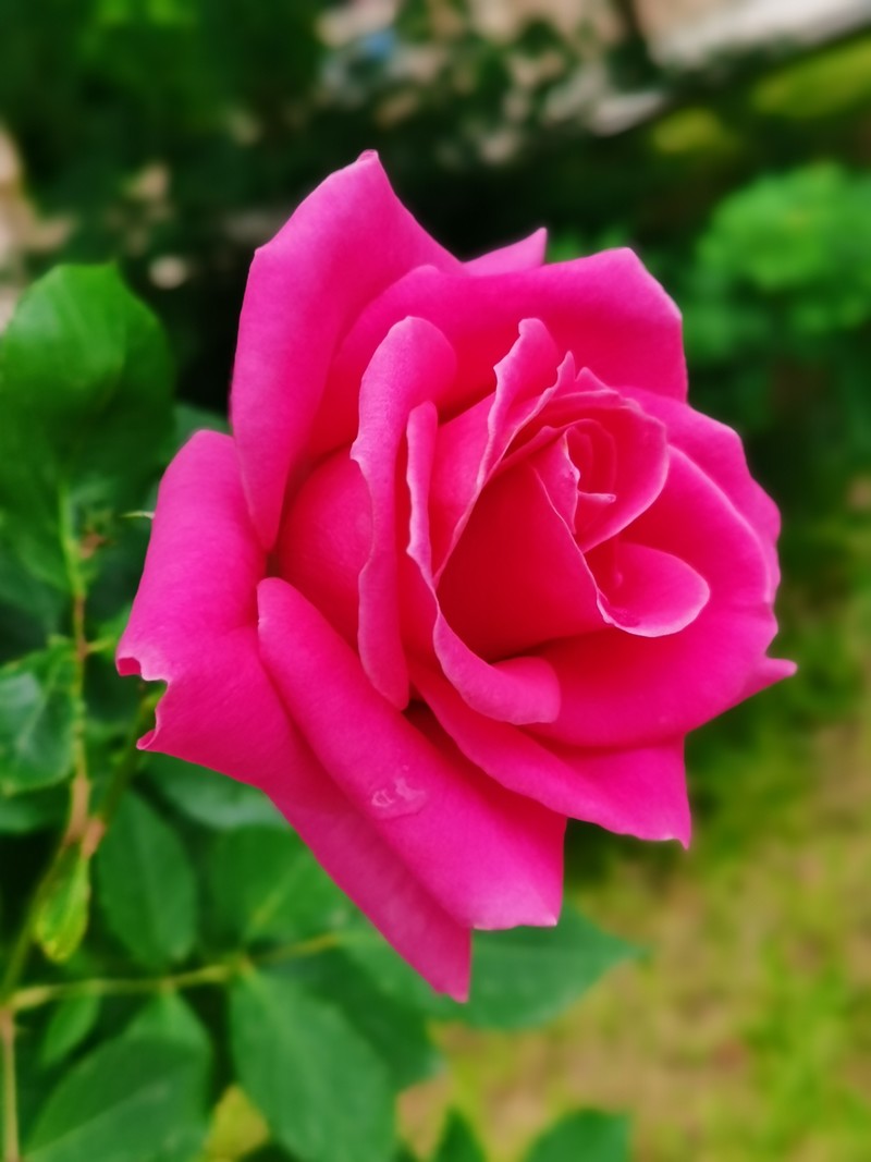 每一朵鲜花都是荣耀的