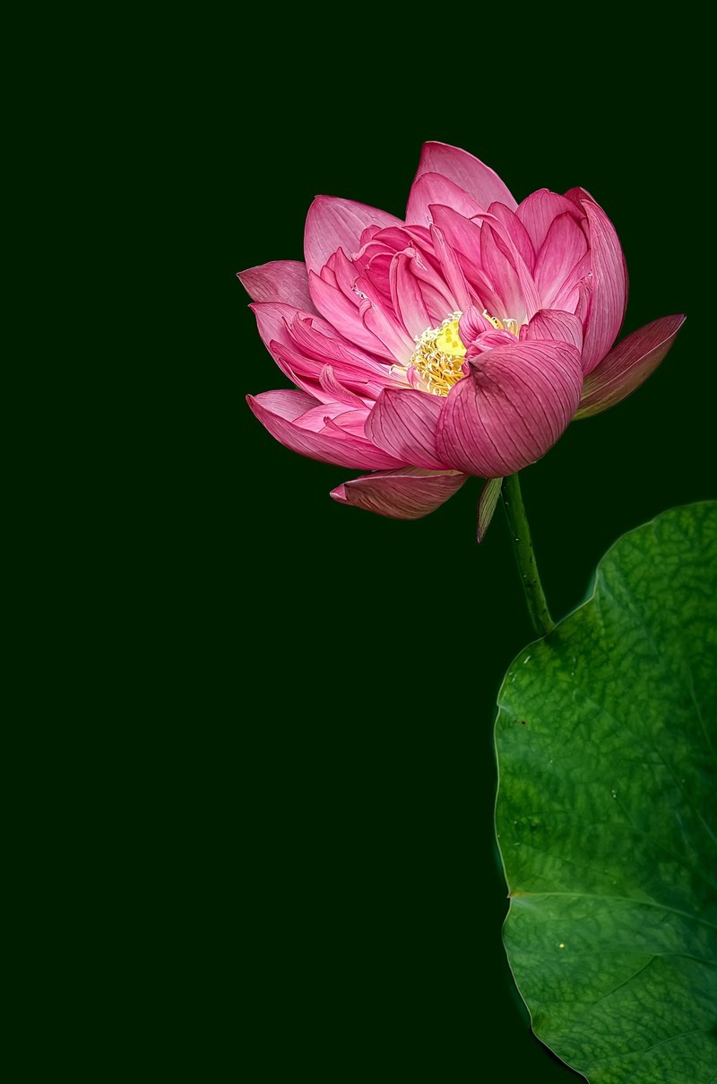 《荷        花 》