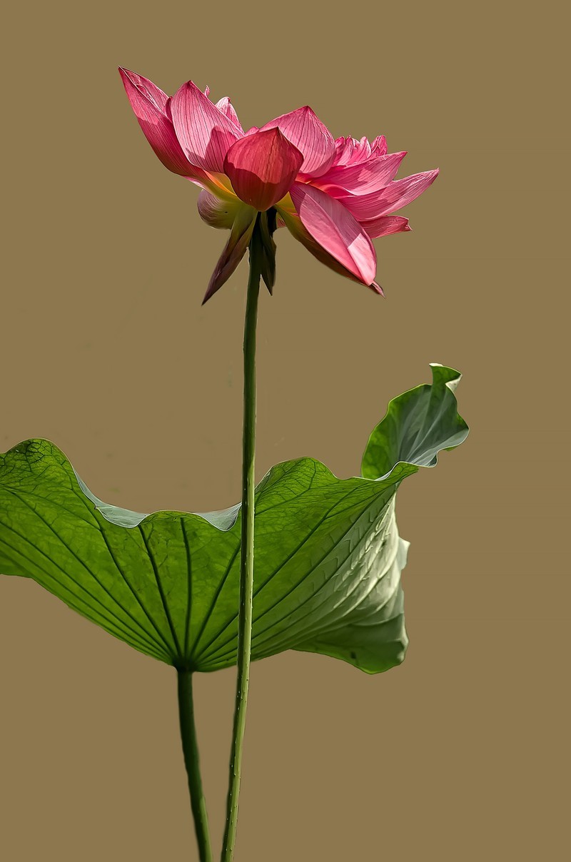 《荷        花 》