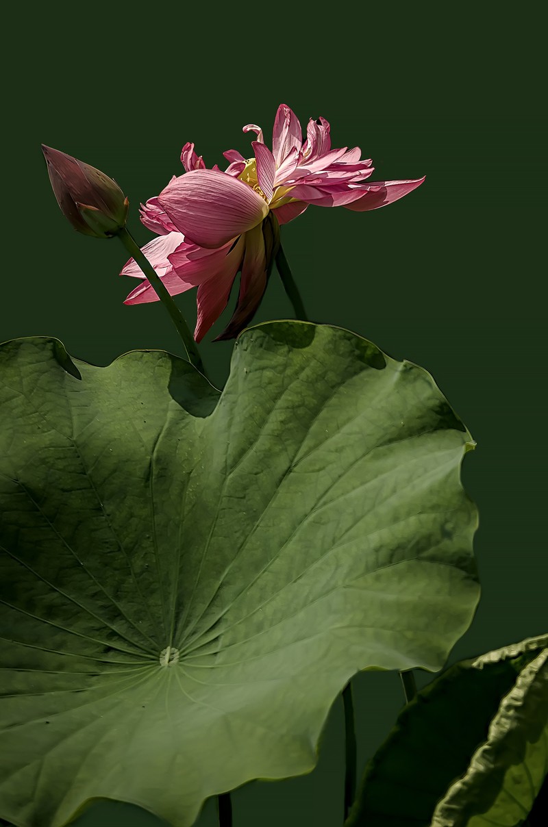 《荷        花 》