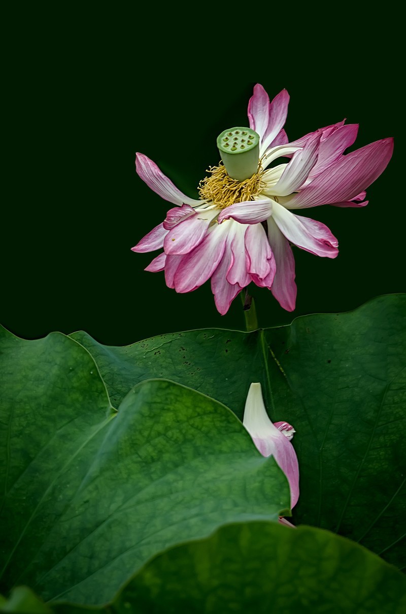 《荷        花 》