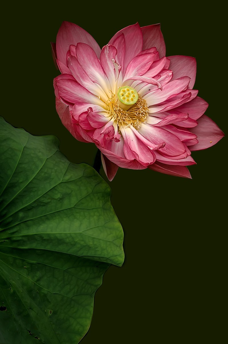 《荷        花 》