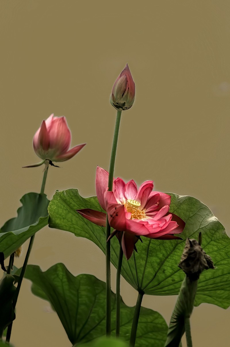 《荷        花 》