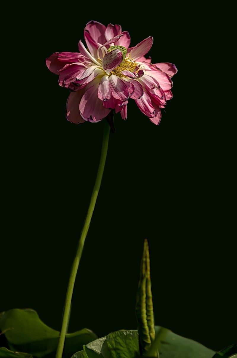 《荷        花 》