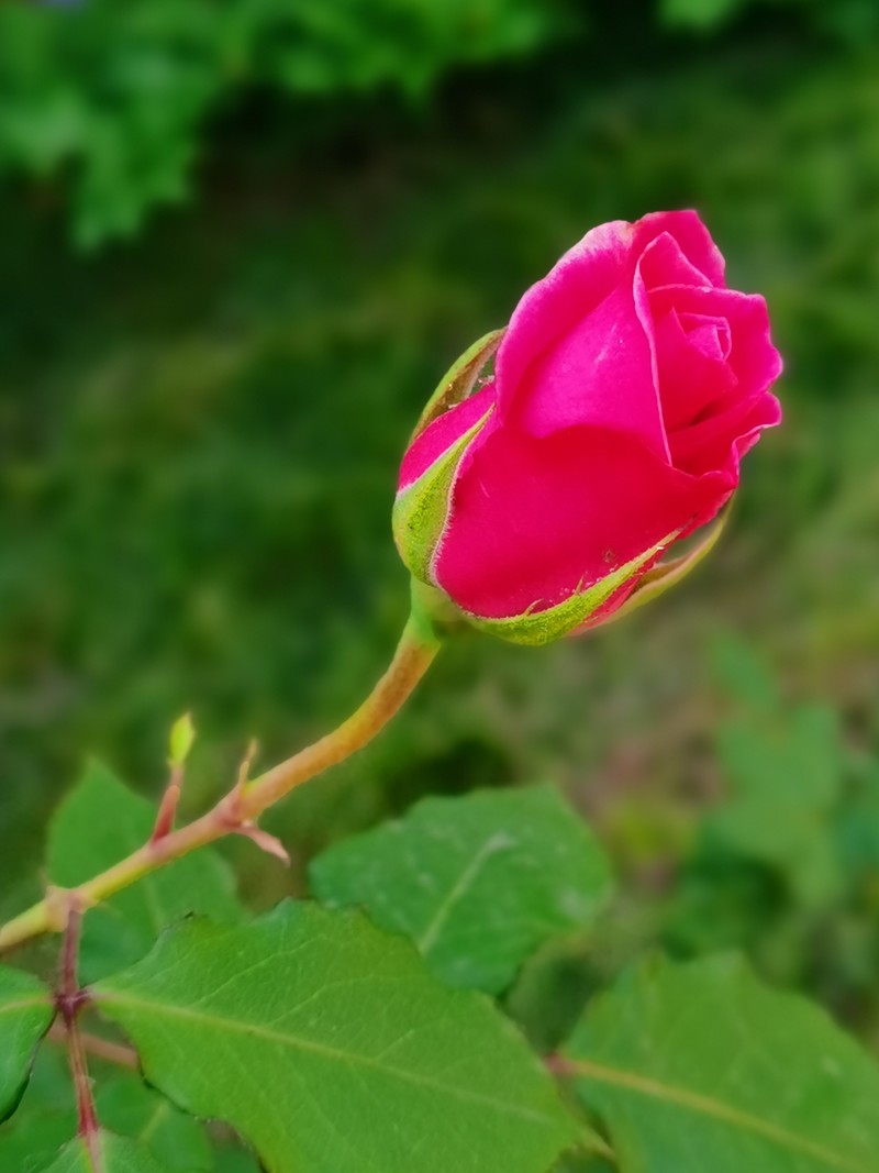 每一朵鲜花都是荣耀的