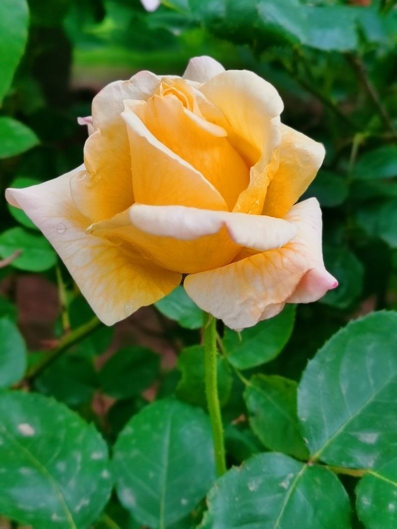 每一朵鲜花都是荣耀的