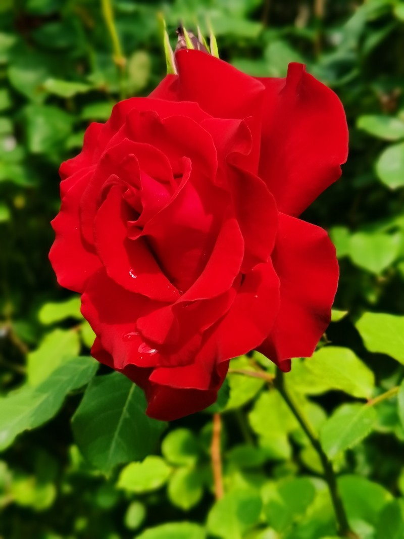 每一朵鲜花都是荣耀的