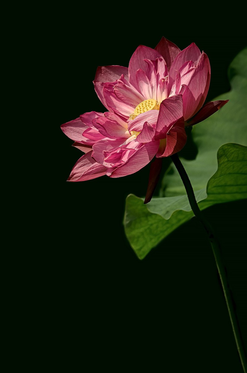 《荷        花 》