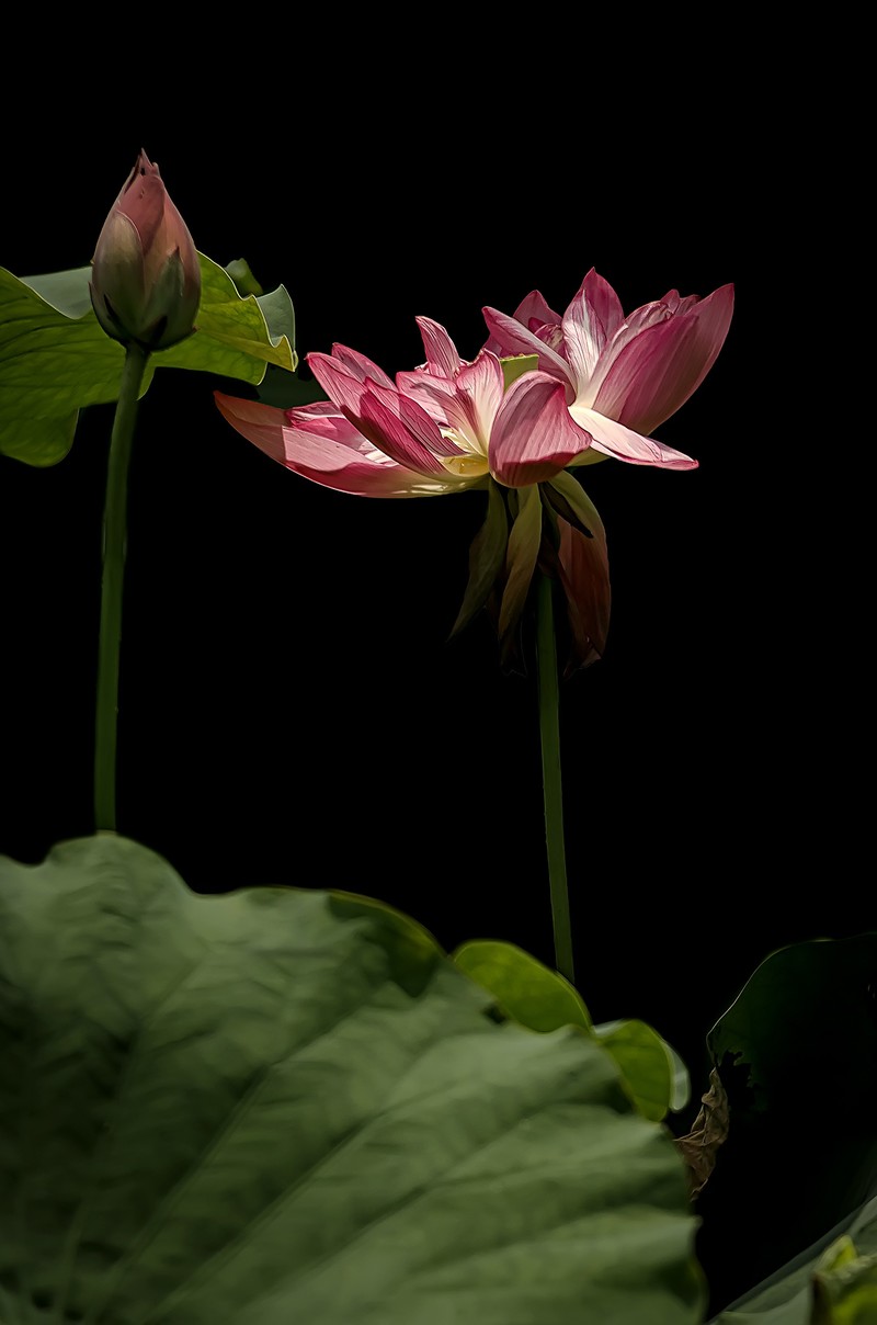 《荷        花 》