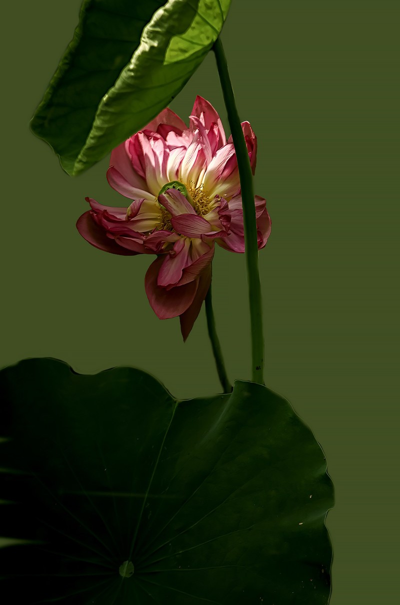 《荷        花 》