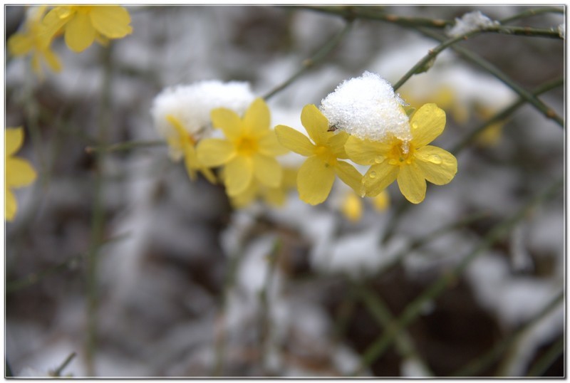 雪后迎春