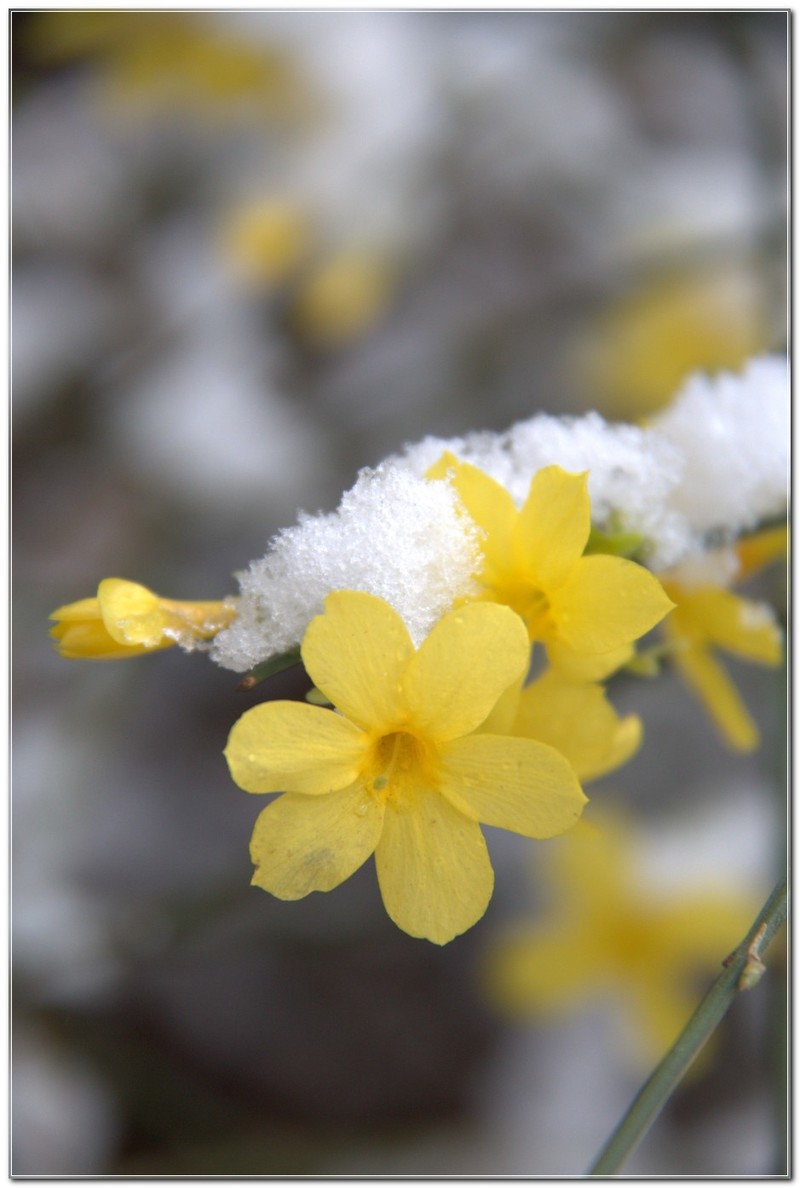 雪后迎春