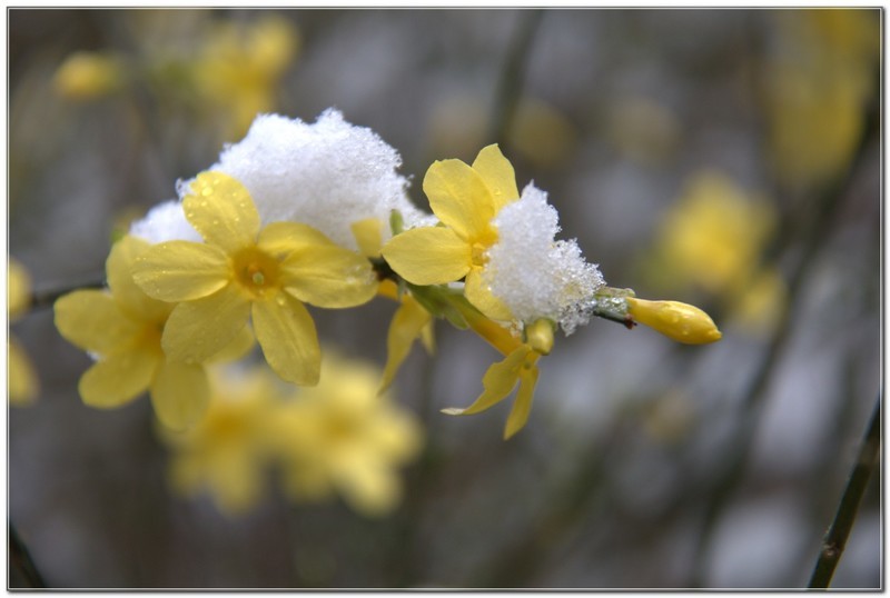 雪后迎春