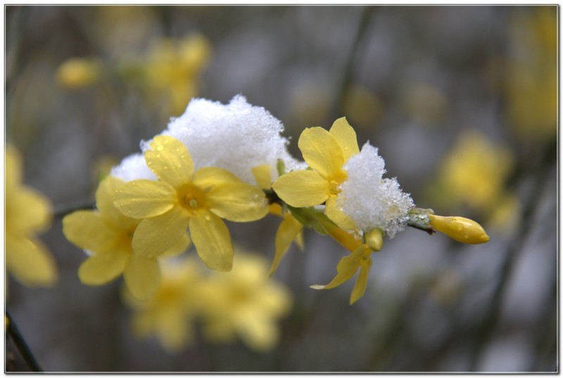 雪后迎春