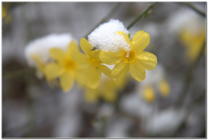 雪后迎春